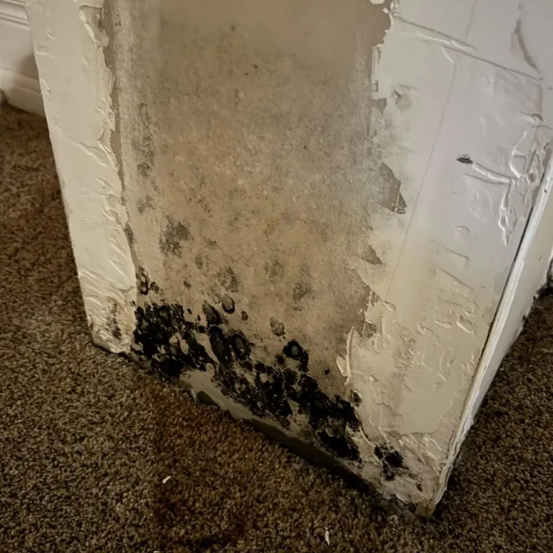 Professional Mold Removal in Tazewell, TN
